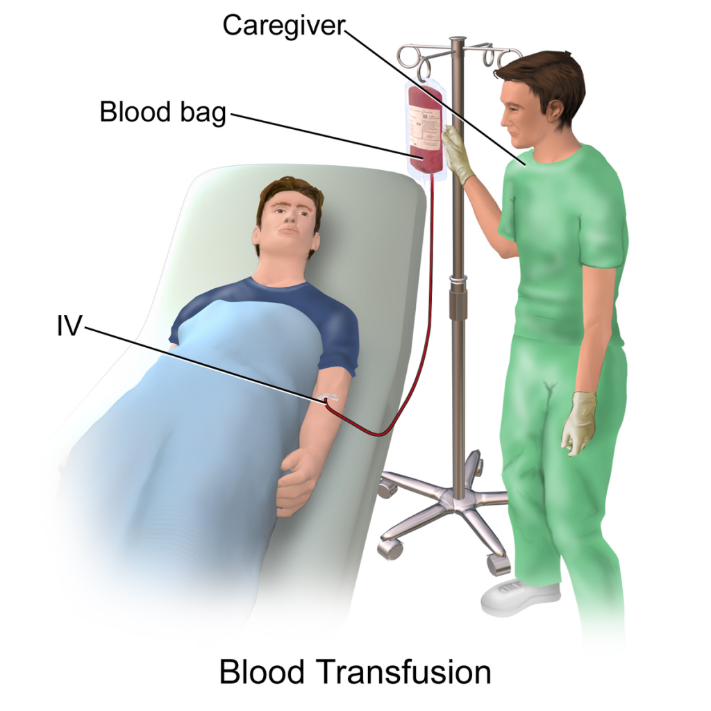 Transfusion 2024 - Gayle Mariska